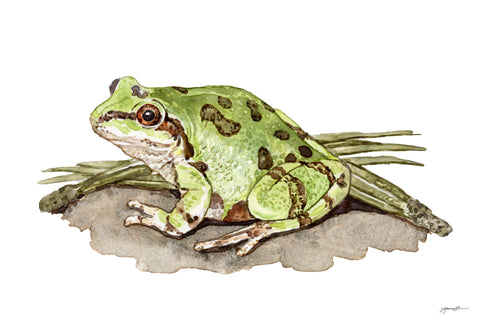 Arizona Tree Frog Illustration