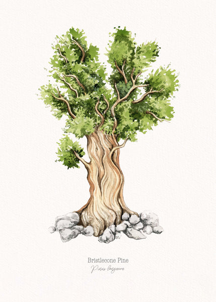 Bristlecone Pine Print