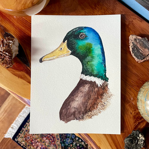 Mallard Duck Portrait