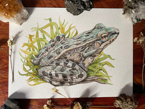 Southern Leopard Frog Illustration