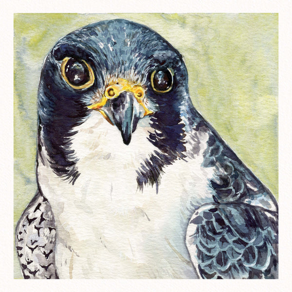 Peregrine Falcon Print