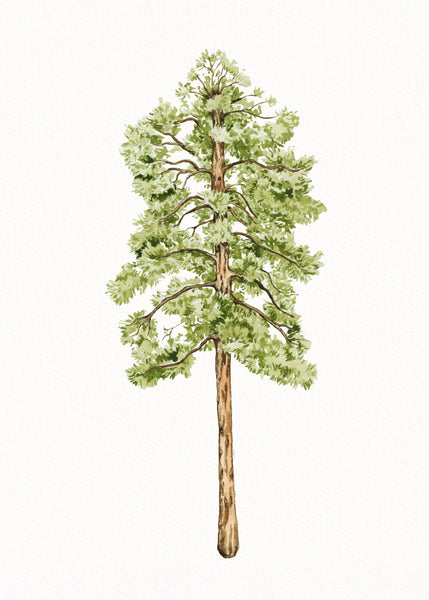 Ponderosa Pine Print
