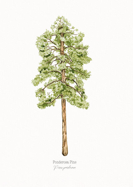Ponderosa Pine Print