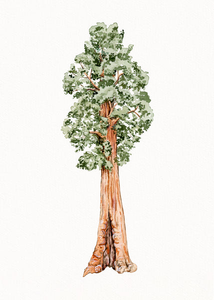 Giant Sequoia Print
