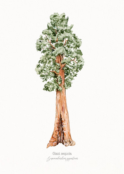 Giant Sequoia Print