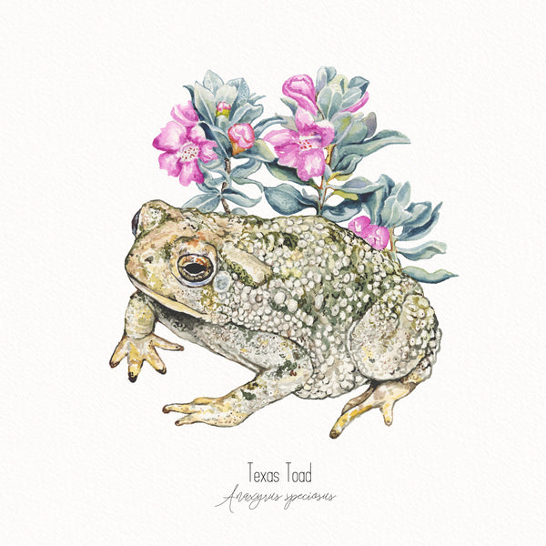 Texas Sage Toad
