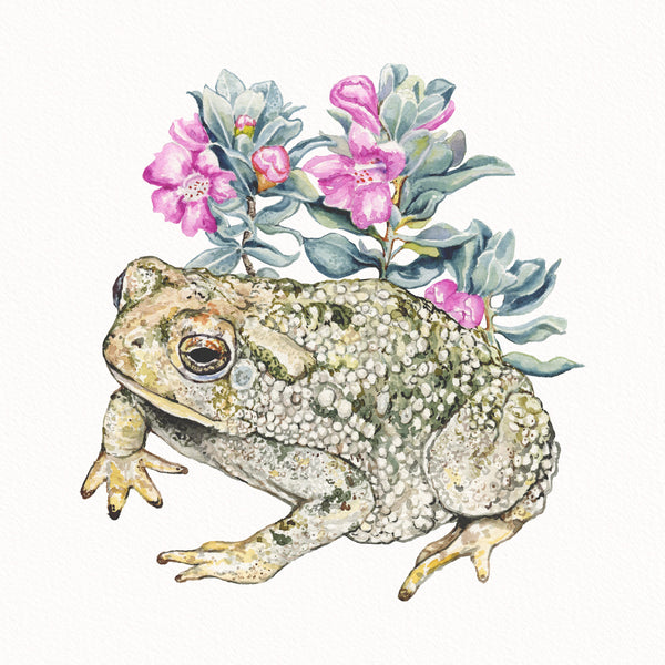 Texas Sage Toad