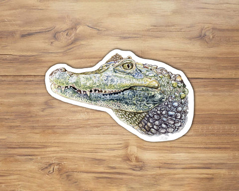 American Alligator Sticker