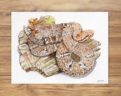 Arizona Ridge-nosed Rattlesnake Painting
