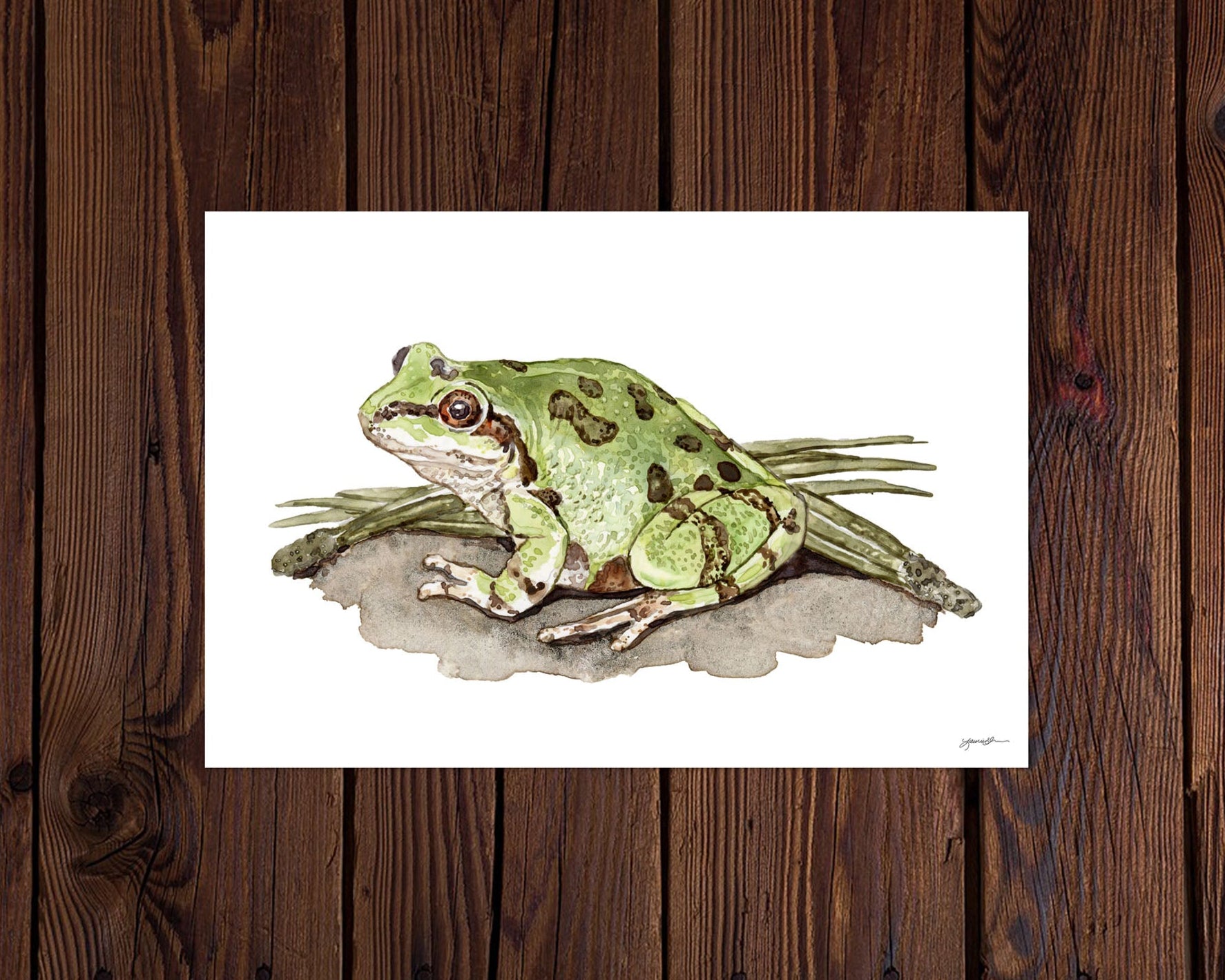 Illustration of a green frog on a white background, framed against a wooden wall.