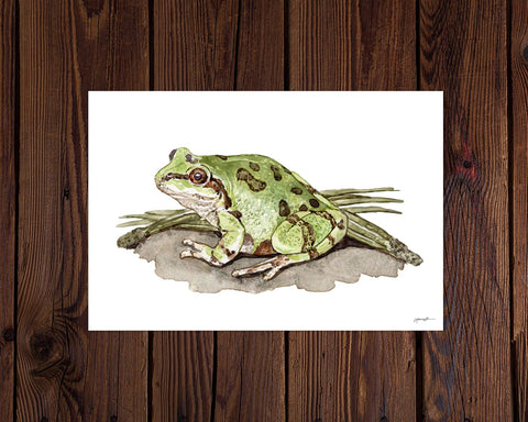 Illustration of a green frog on a white background, framed against a wooden wall.