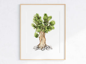 Bristlecone Pine Print