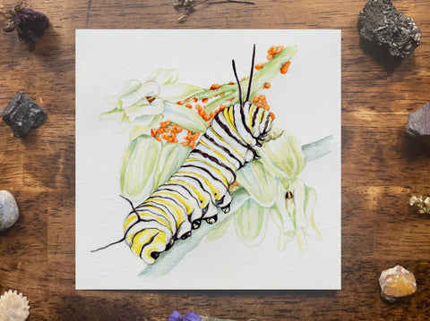 Monarch Caterpillar Illustration