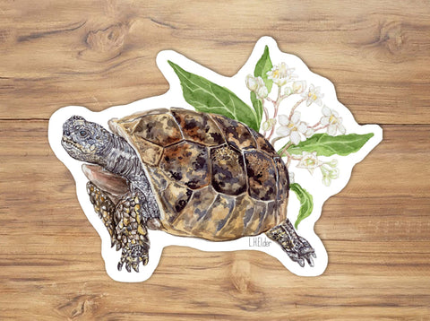 A vinyl sticker depicting a gopher tortoise with gopher apples on a wooden surface.