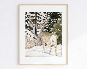 Winter Mule Deer Print