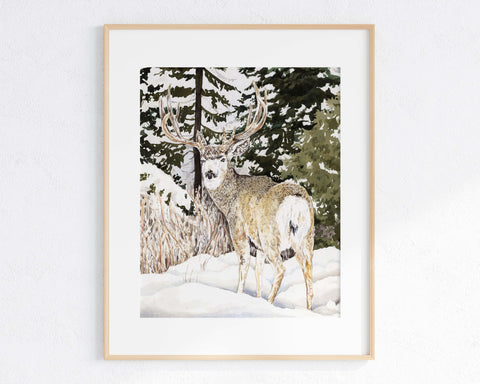 Winter Mule Deer Print