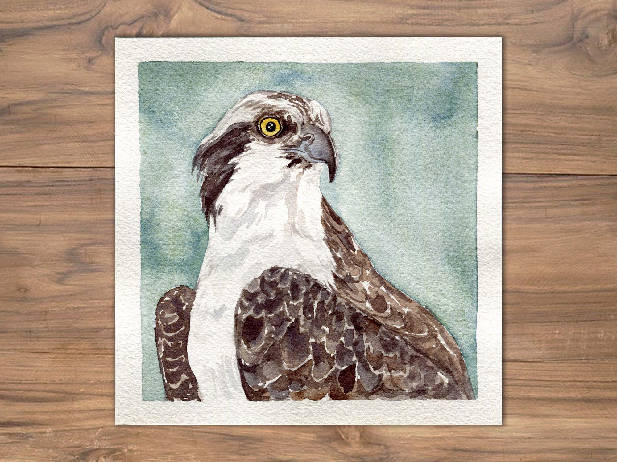 Watercolor Osprey Painting