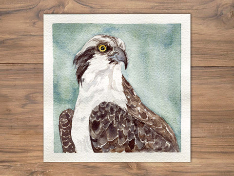Watercolor Osprey Painting