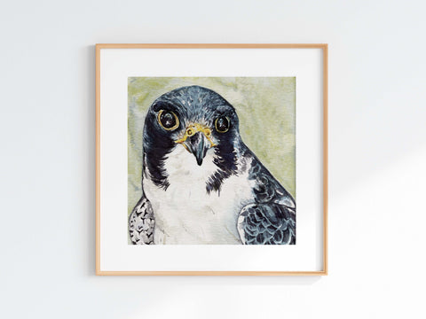 Peregrine Falcon Print