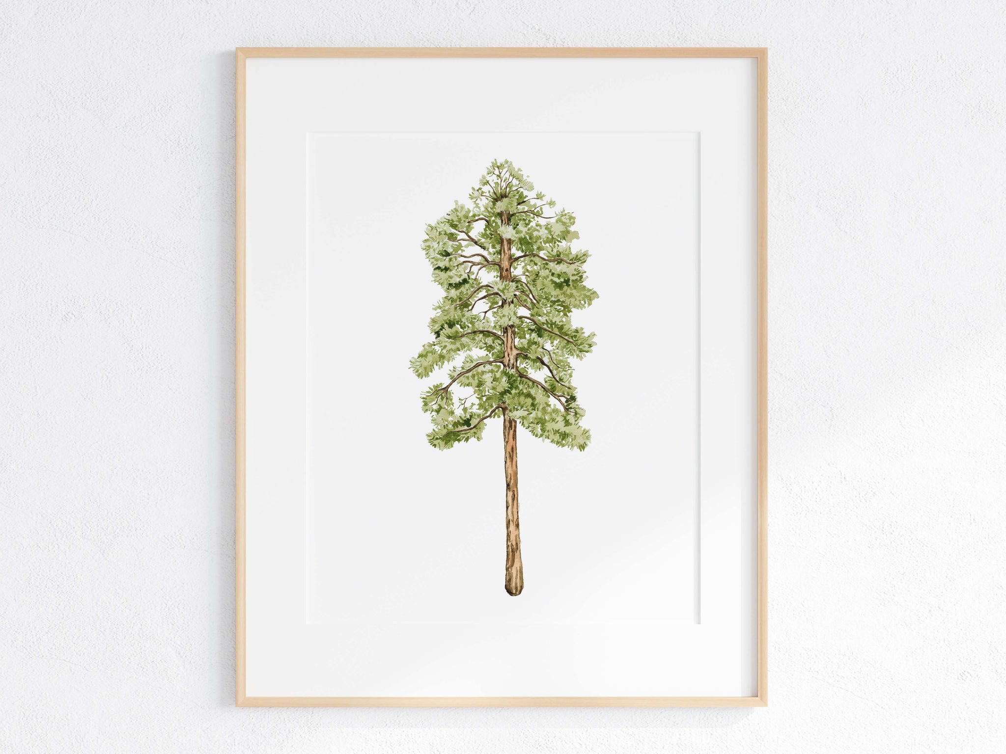 Ponderosa Pine Print