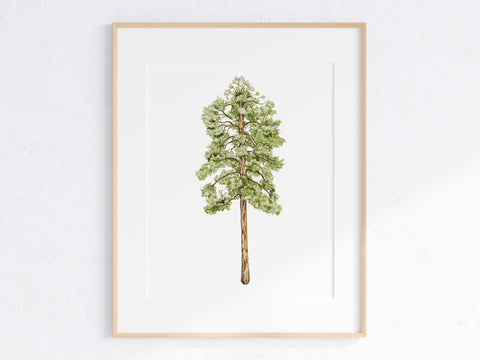 Ponderosa Pine Print
