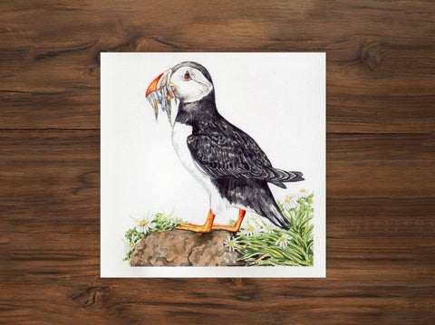 Atlantic Puffin Illustration