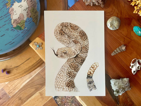 Western Diamondback Illustration