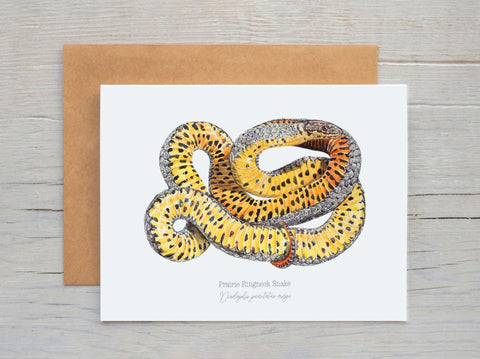 Prairie Ringneck Snake Card