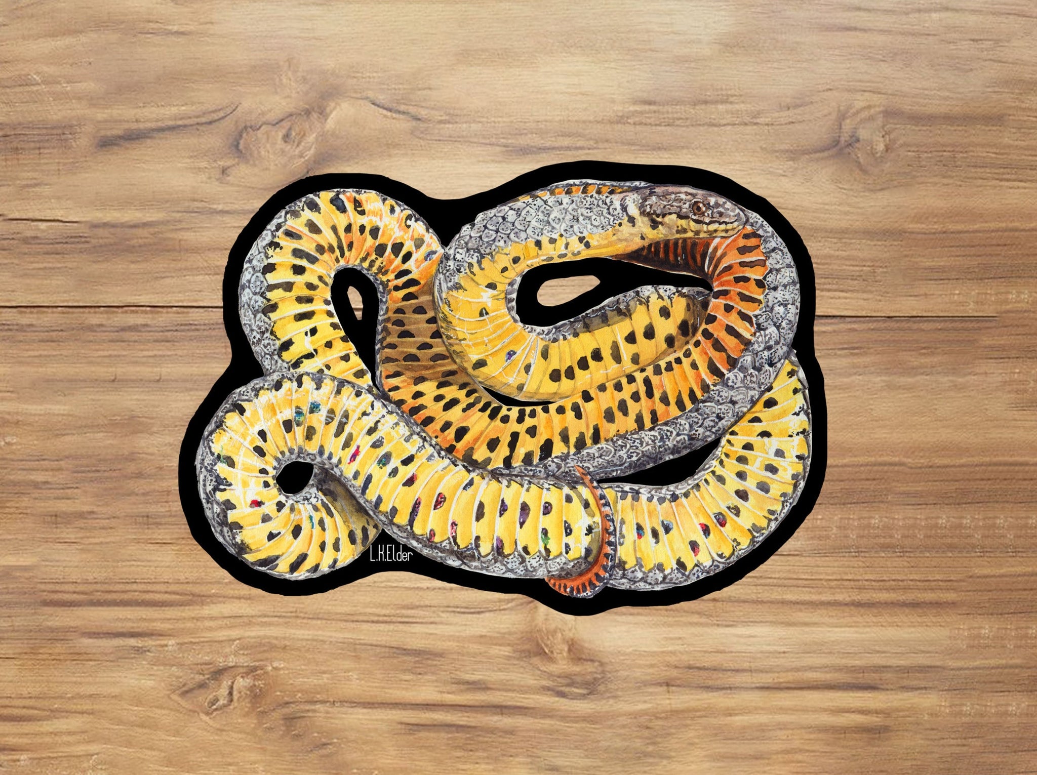 Ringneck Snake Sticker
