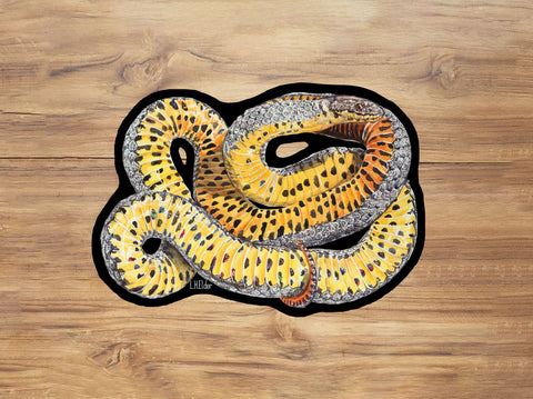 Ringneck Snake Sticker
