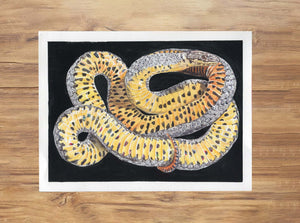 Ringneck Snake Painting