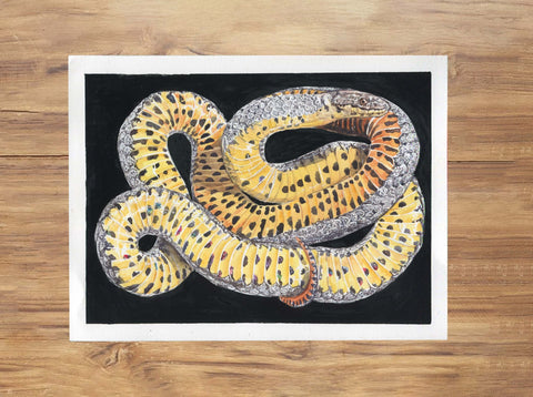 Ringneck Snake Painting