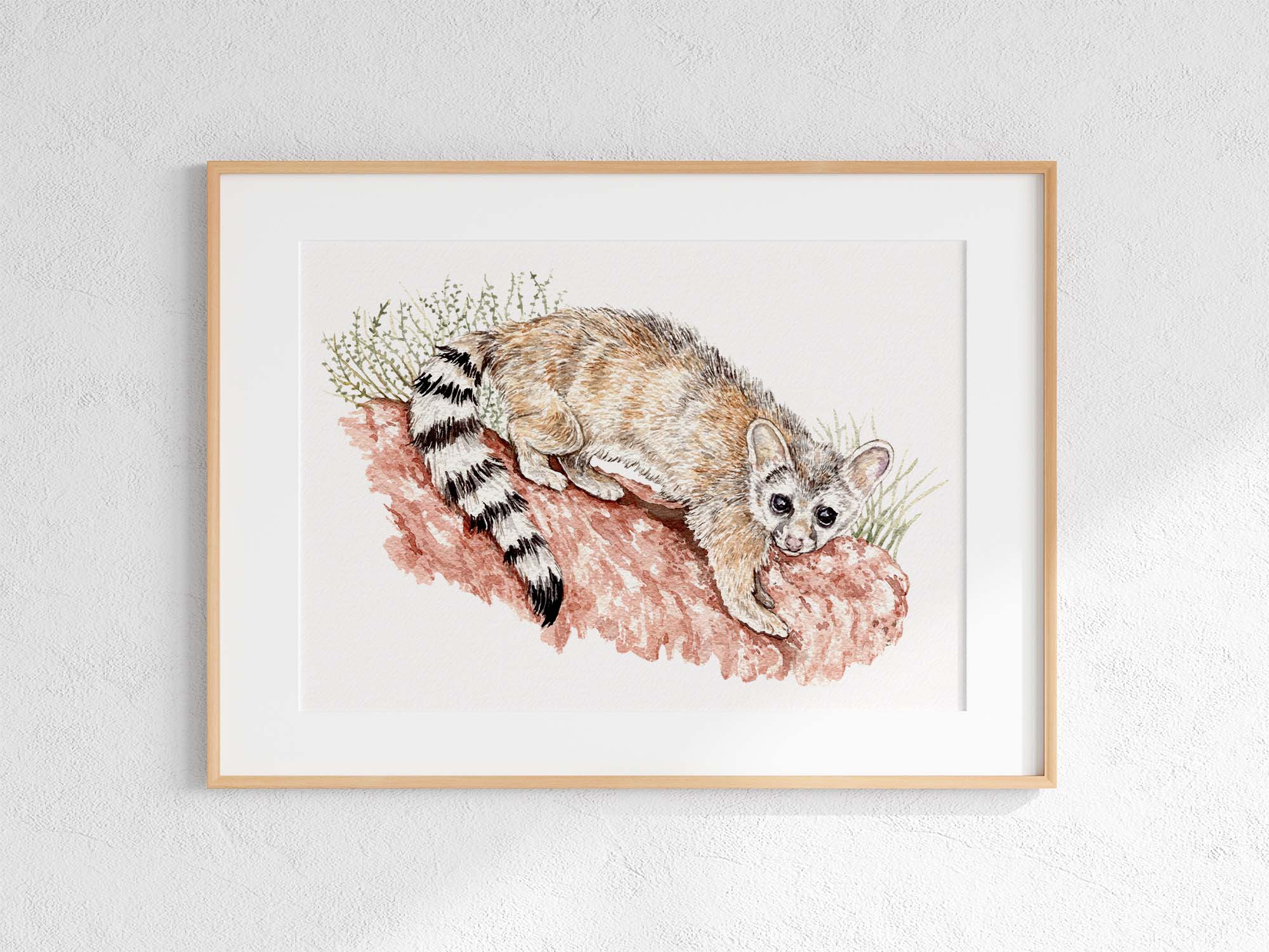 Ringtail Print