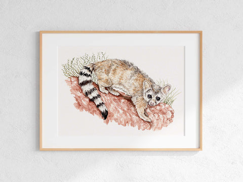 Ringtail Print