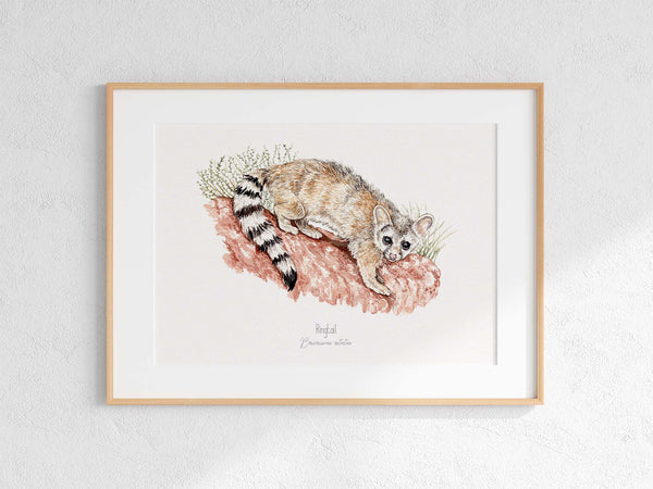 Ringtail Print