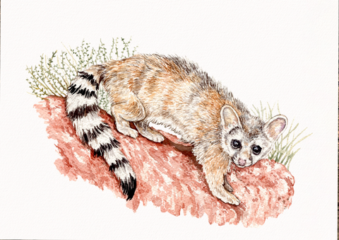 A watercolor painting of a ringtail on a piece of Arches Cold Press paper, measuring 8x6 inches, displayed on a wooden surface.