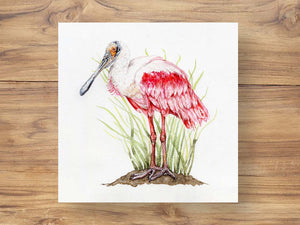 Roseate Spoonbill Illustration