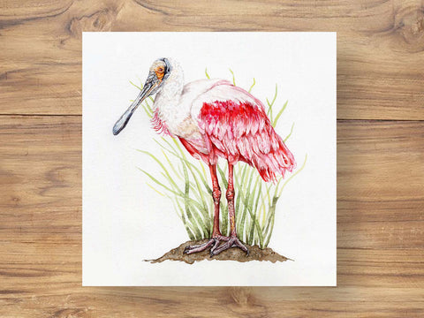 Roseate Spoonbill Illustration