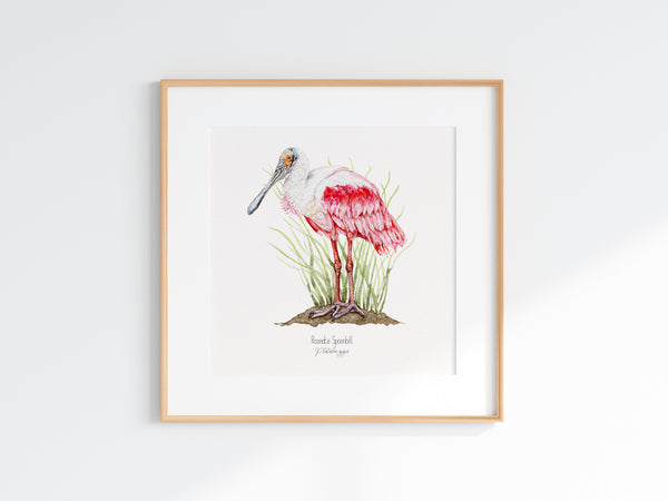 Roseate Spoonbill Print