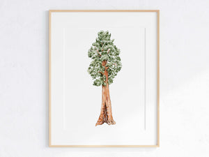Giant Sequoia Print