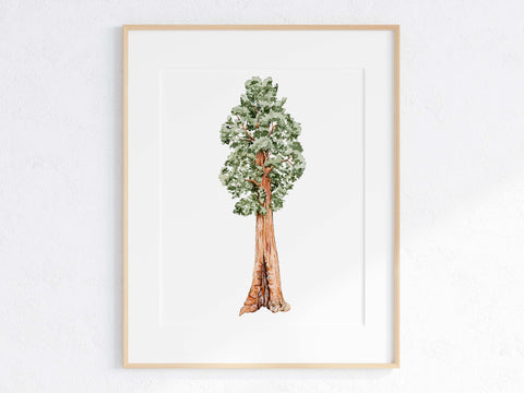 Giant Sequoia Print