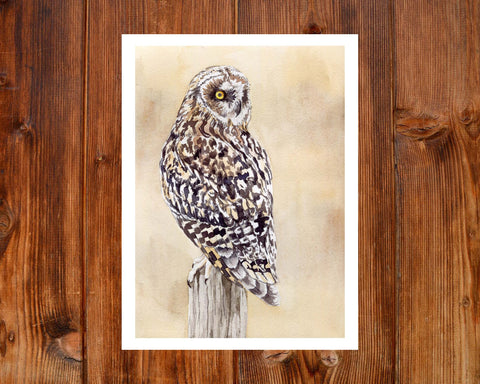 Short Eared Owl Painting