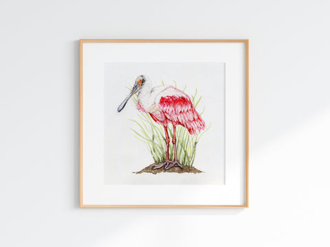 Roseate Spoonbill Print