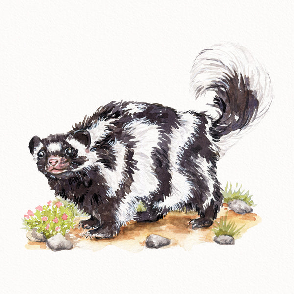 Spotted Skunk Print