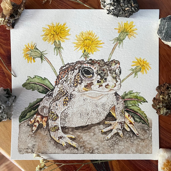 Great Plains Toad Illustration