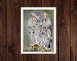 Western Screech Owl Painting