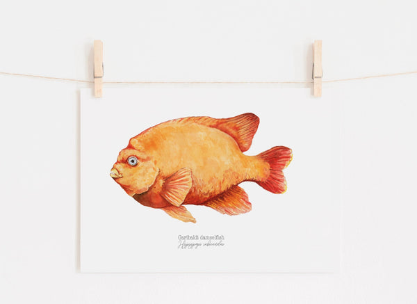 Garibaldi Damselfish Print