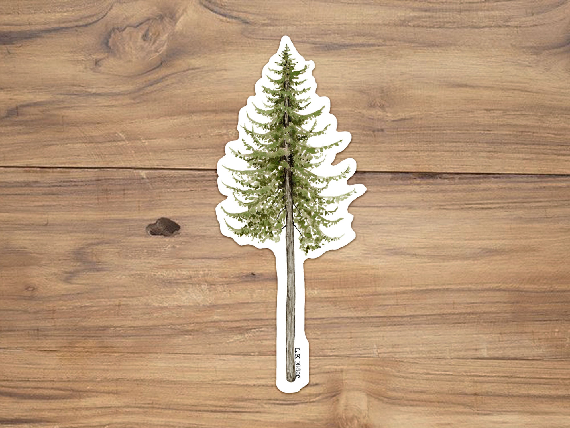 Coast Douglas Fir Sticker