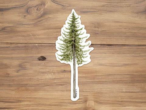Coast Douglas Fir Sticker