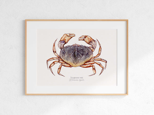 Dungeness Crab Print
